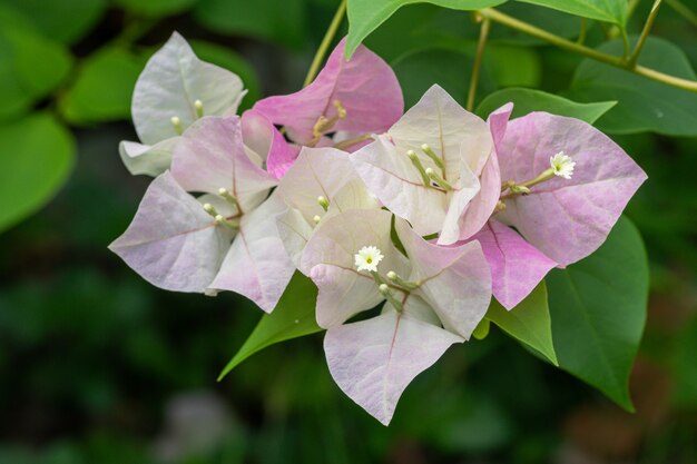 ピンクと白のブーゲンビリアの花を間近で美しい プレミアム写真 ピンクと白のブーゲンビリアの花を間近で美しい プレミアム写真
