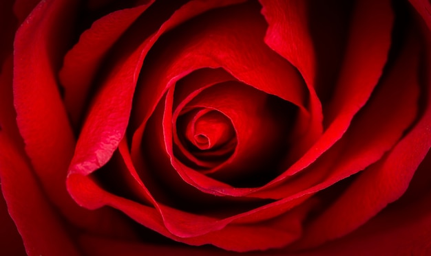 赤いバラの美しいクローズアップ