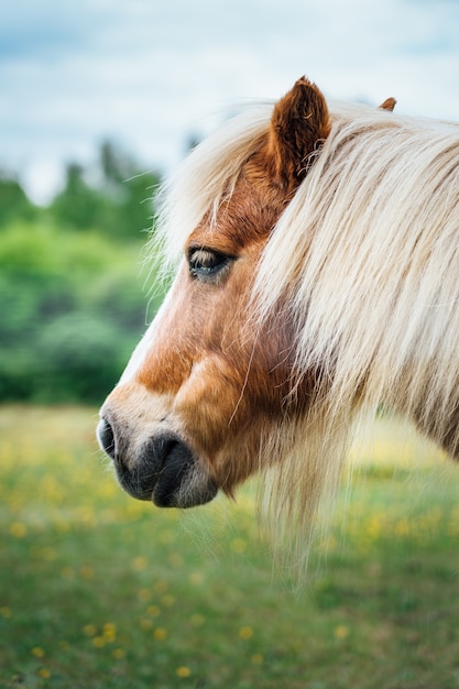 Free photo beautiful close-up shot of the head of a brown pony with blonde hair