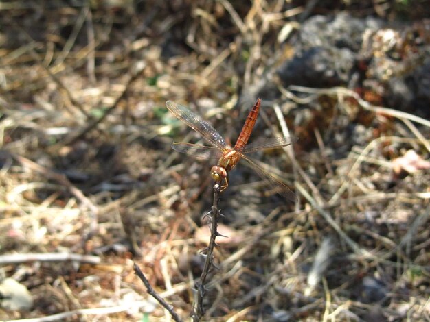 Beautiful closeup of a dragonfly insect resting on a twig and stretching its wings