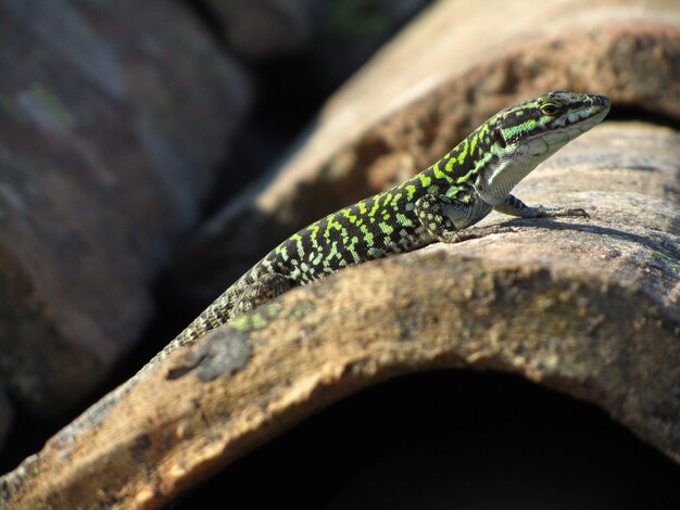 Beautiful closeup of a green Sicilian Wall Lizard on a rock