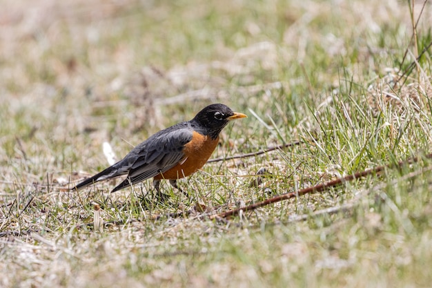 Beautiful closeup of a little  robin on the grass under the sunlight