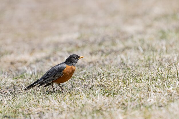 Beautiful closeup of a little  robin on the grass under the sunlight