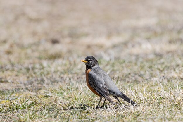 Beautiful closeup of a little  robin on the grass under the sunlight