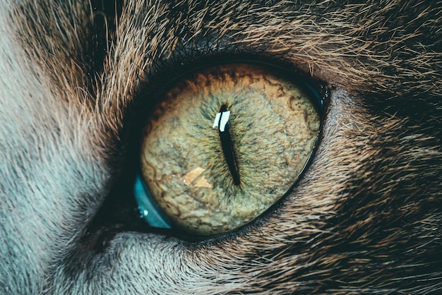 Красивый макро снимок кошачьего глаза крупным планом - идеально подходит для фона