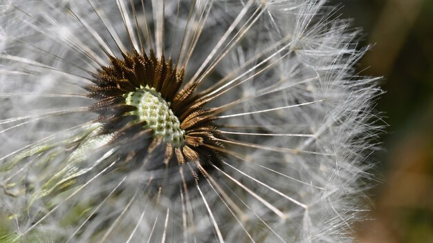 Beautiful closeup macro shot of a dandelion Natural colour background