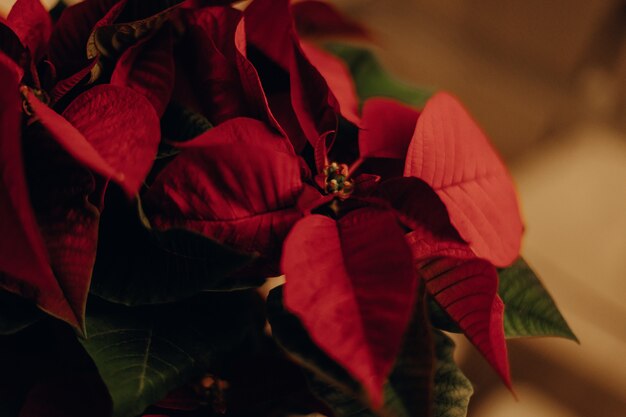 붉은 꽃잎과 녹색 잎과 꽃의 아름다운 근접 촬영 샷