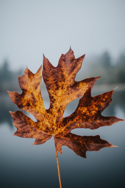 Beautiful closeup shot of a golden large Autumn leaf with a blurred natural background