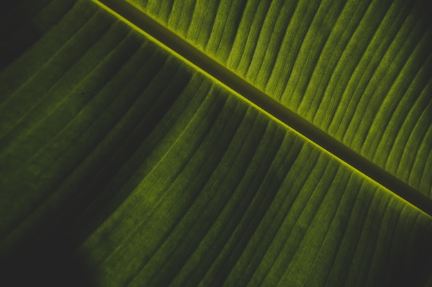 Красивая съемка крупного плана зеленых банановых листьев
