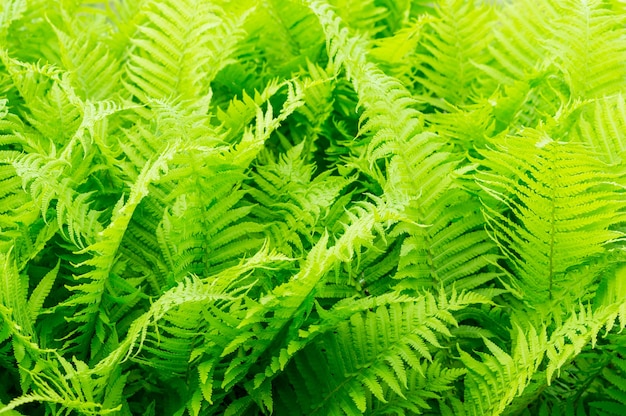 Beautiful closeup shot of green fern leaves