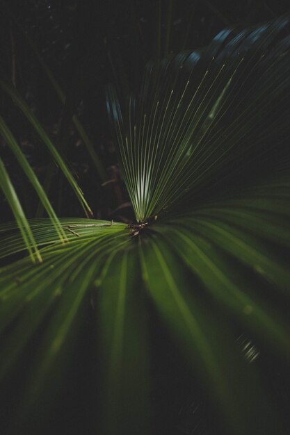 Beautiful closeup shot of a green palm plant with a dark background