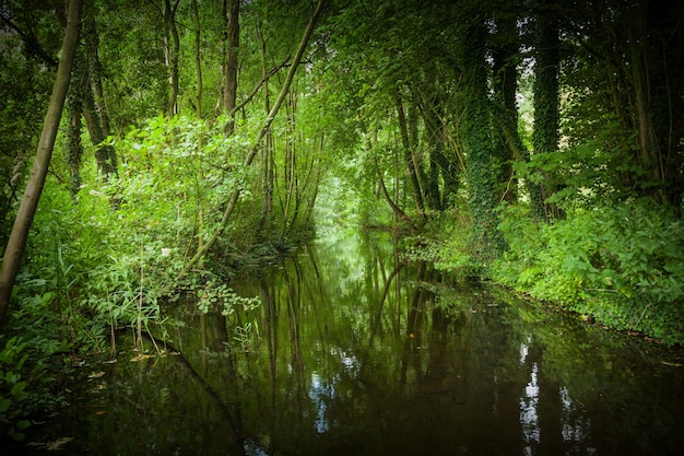 Красивая съемка крупного плана озера в парке Kralingse Bos в Роттердаме, Нидерландах