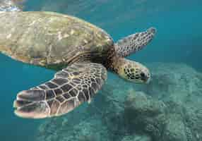 Free photo beautiful closeup shot of a large turtle swimming underwater in the ocean