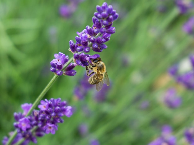 Beautiful closeup shot of a purple lavender flower and a bee with greenery