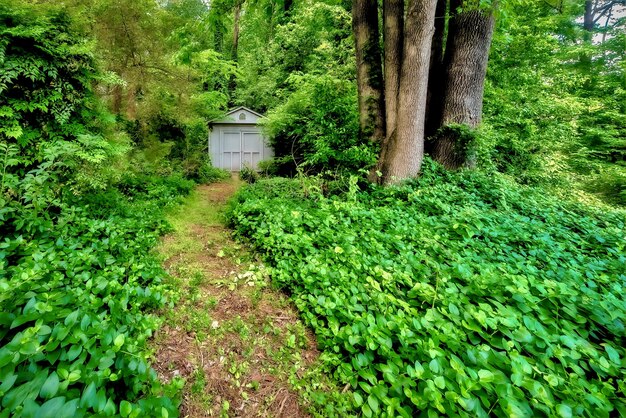 Beautiful closeup shot of woods and greenery in the forest