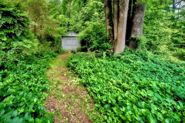 Beautiful closeup shot of woods and greenery in the forest