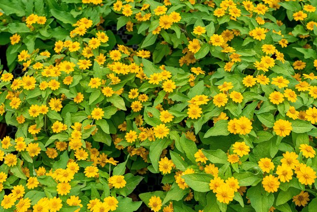 Beautiful closeup shot of yellow flower bushes - perfect for background