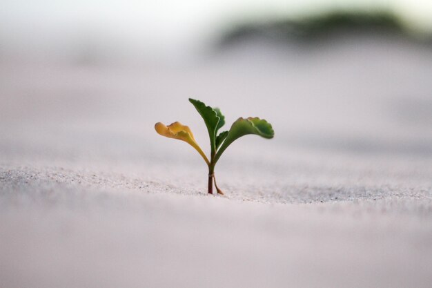 Beautiful closeup shot of a yellow and green plant in a sand