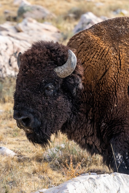 Free photo beautiful closeup view of a bison standing in the middle of the field