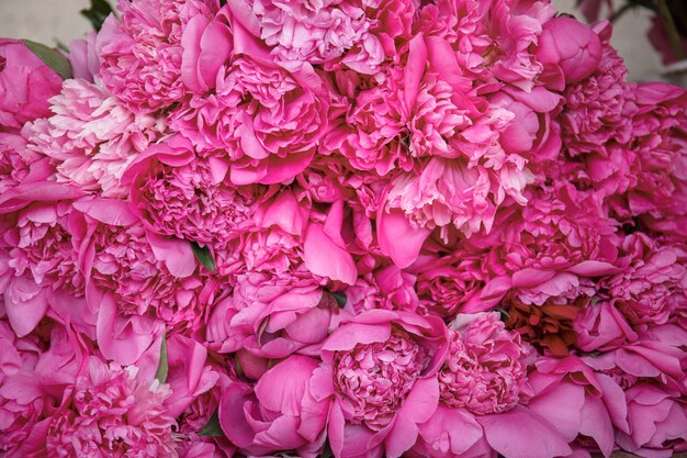 Beautiful closeup view of endless peonies - romantic concept