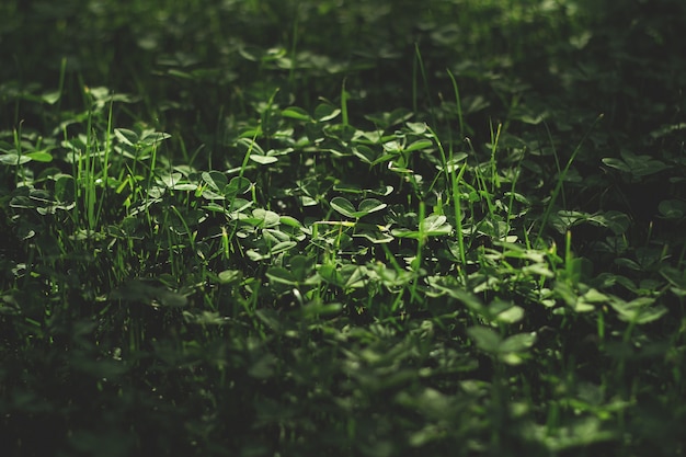 A beautiful clover field