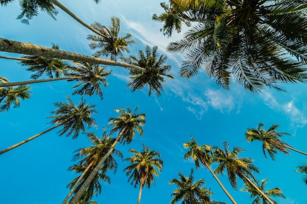 푸른 하늘에 아름 다운 코코넛 야 자 나무