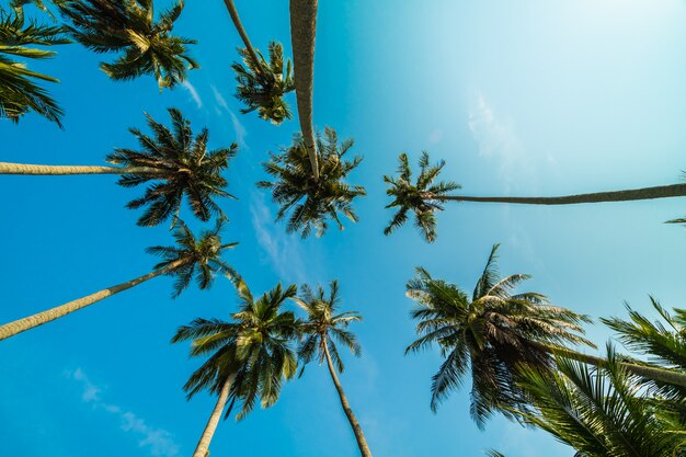 푸른 하늘에 아름 다운 코코넛 야 자 나무