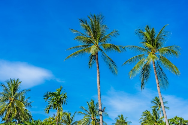 Beautiful coconut palm tree on blue sky