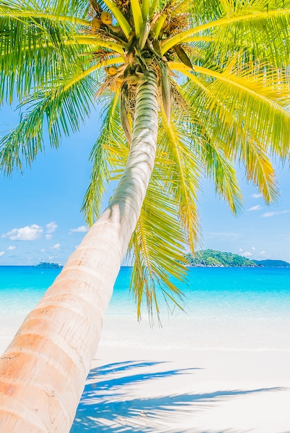 Free photo beautiful coconut palm tree