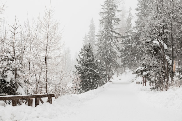 Бесплатное фото Красивый холодный зимний лес