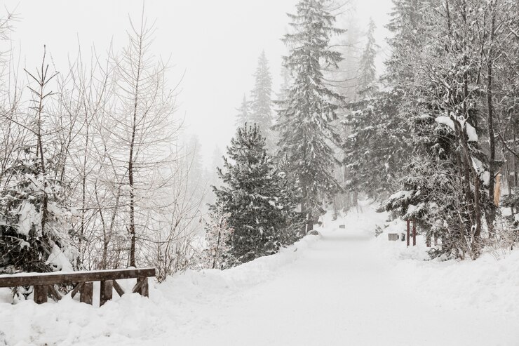 Free Photo beautiful cold winter forest