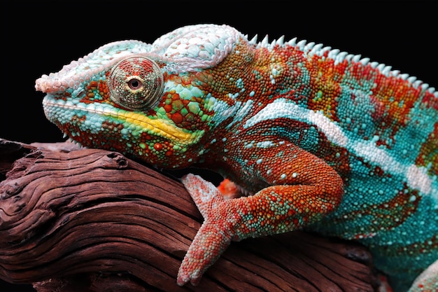 Free photo beautiful color of chameleon panther chameleon panther on branch