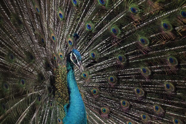 Beautiful color a majestic Blue peacock animal closeup