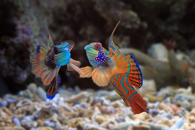 Free photo beautiful color mandarin fish colorfull mandarin fish mandarin fish closeup mandarinfish or manda