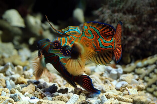 Beautiful color mandarin fish colorfull mandarin fish mandarin fish closeup