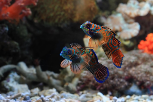 Beautiful color mandarin fish colorfull mandarin fish mandarin fish closeup