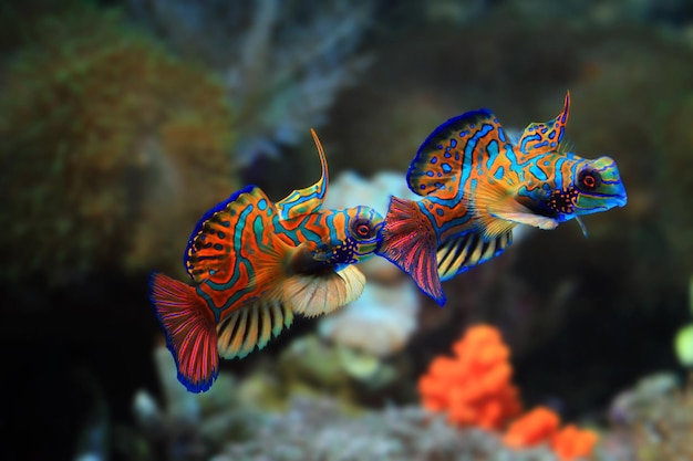 Красивый цвет мандариновая рыба мандариновая рыба борется с мандариновой рыбой крупным планом Mandarinfish или Mandarin dragonet