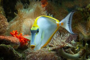 Free photo beautiful color marine fish beautiful fish on the seabed and coral reefs