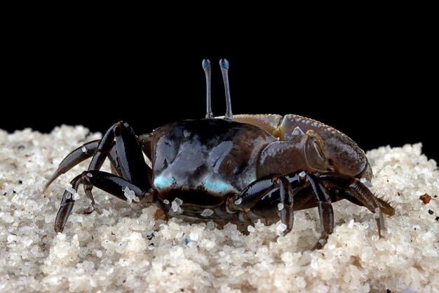 Beautiful color red claw marsh crab perisesarma eumolpe red claw marsh crab closeup on white background