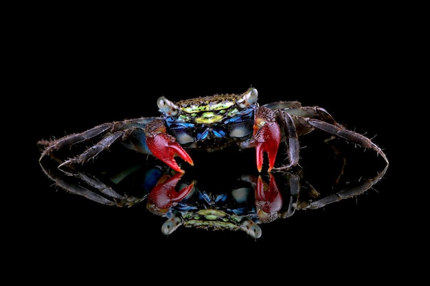 Beautiful color red claw marsh crab