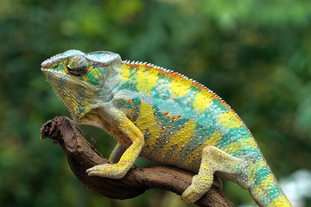 Premium Photo | Beautiful color of chameleon panther, chameleon panther