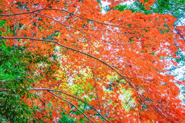 美しいカラフルな紅葉