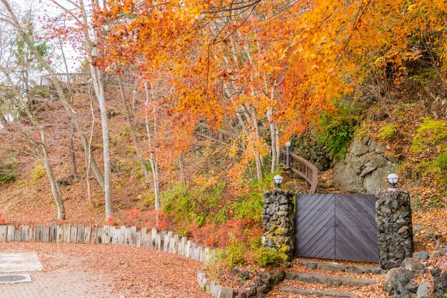 Beautiful Colorful Autumn Leaves