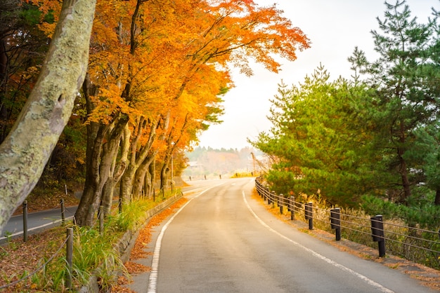 아름 다운 화려한 단풍