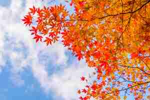 Free photo beautiful colorful autumn leaves