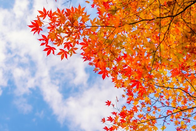 美しいカラフルな紅葉