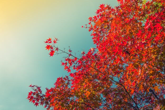 Красивые красочные осенние листья