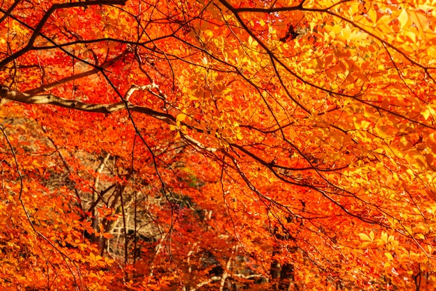 美しいカラフルな紅葉