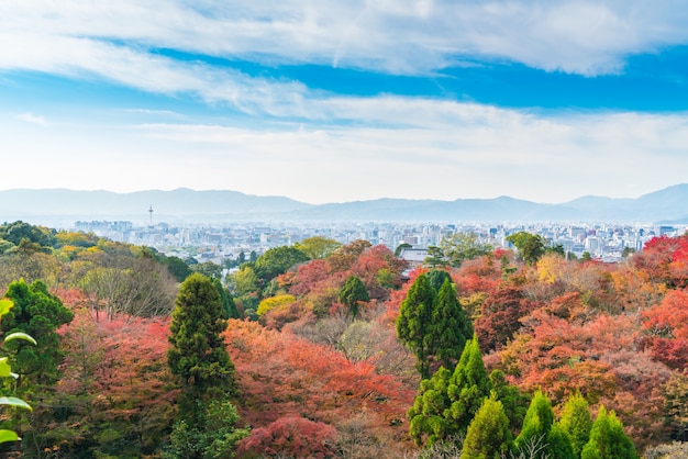 美しいカラフルな紅葉