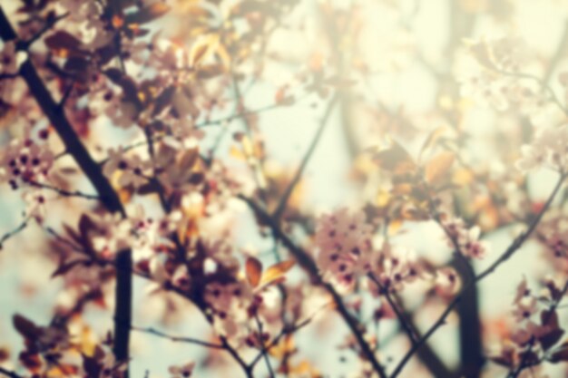 Beautiful colorful Flower Background Blur. Horizontal. Spring Concept. Toning. Selective Focus.